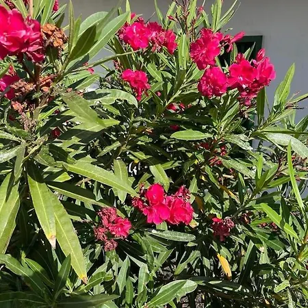 Amura En Playa De Cucharas شقة كوستا تاغيسي