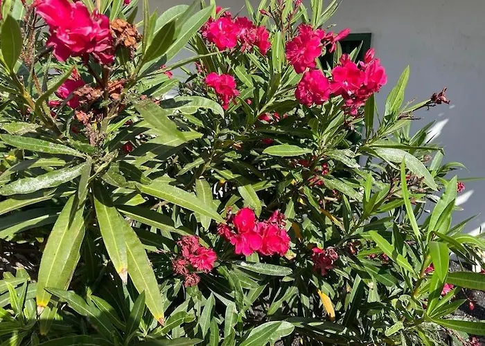 Amura En Playa De Cucharas Daire Costa Teguise