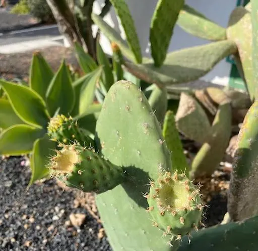 Amura En Playa De Cucharas קוסטה טגוויסה