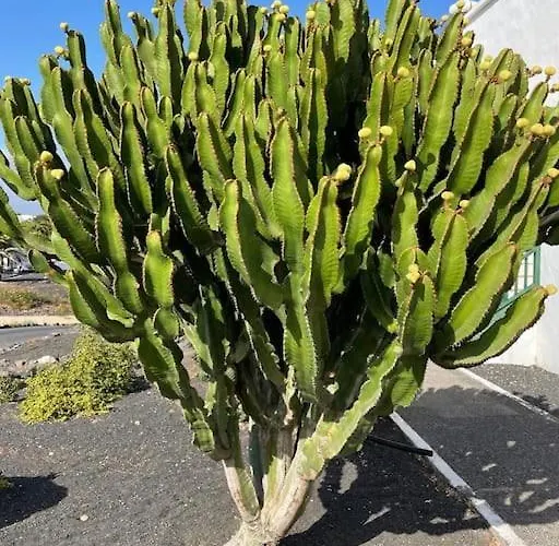 Amura En Playa De Cucharas דירה