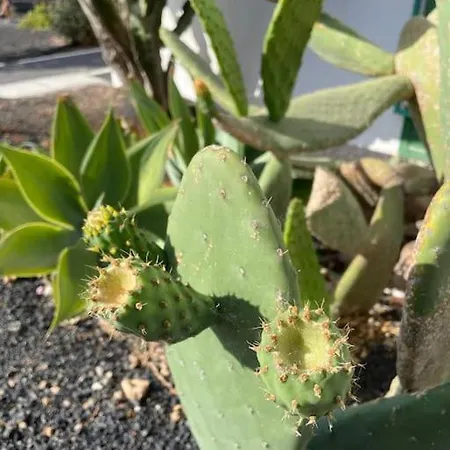 Amura En Playa De Cucharas Costa Teguise